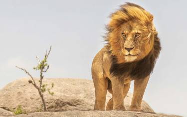 Male lion