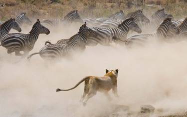 Lion hunting zebras