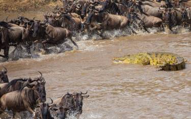 Crocodile preying on wildebeest at a river crossing