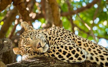 Leopard resting in a tree