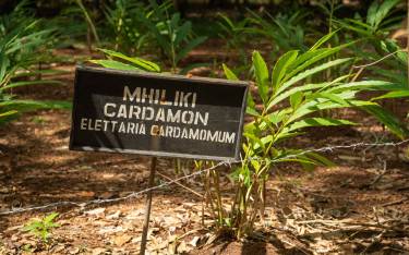 Cardamom plant