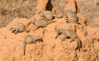 Banded mongooses denning in a termite mound