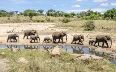Elephants walking in a riverbed