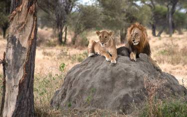 Lions sitting on a termite mound