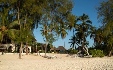 Thumbnail of Palm-lined beach