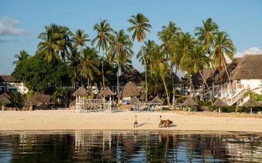 Palm-lined beach