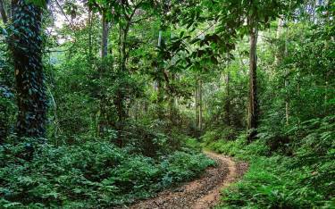 Rainforest