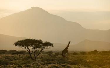 Masai giraffe in front of Mt Longido at sunset