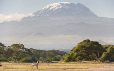 Plains zebra in front of Mount Kilimanjaro