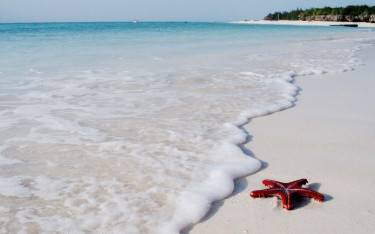 Red sea star on Kendwa Beach