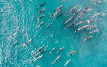 Pod of dolphins