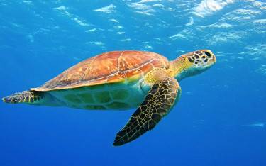 Sea turtle