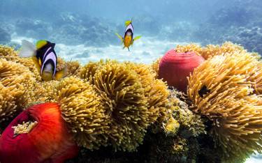 Coral reef