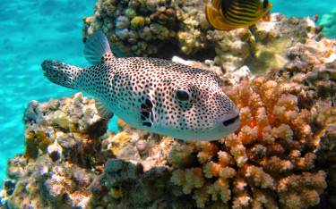 Puffer fish