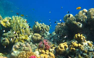 Coral reef