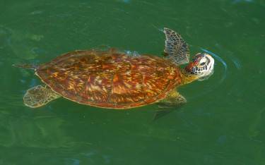 Green turtle at Mnarani Aquarium