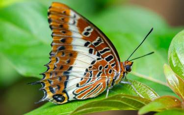 White-barred charaxes at Zanzibar Butterfly Centre