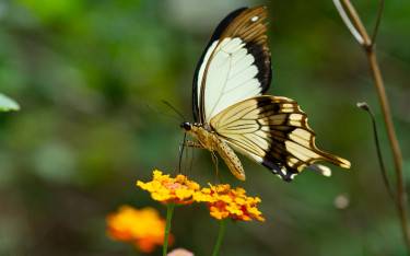 African swallowtail at Zanzibar Butterfly Centre