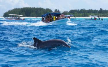 Dolphin swimming next to a boat