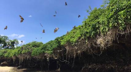 Fruit bat colony