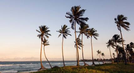 Palm trees on Coco Beach