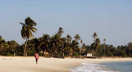 Palm-lined beach