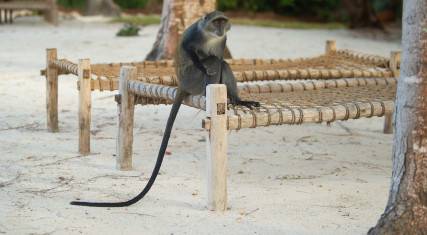 Blue monkey on the beach