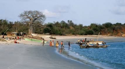 Fishing boats lying on the baobab-lined beach
