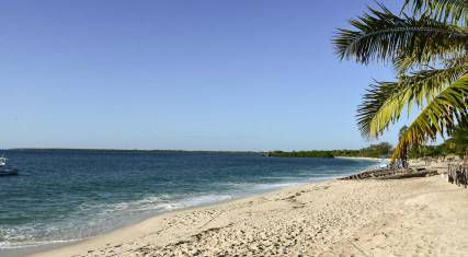Sandy palm-lined beach