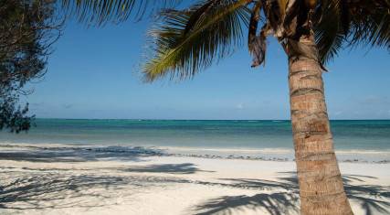 Palm tree on the beach