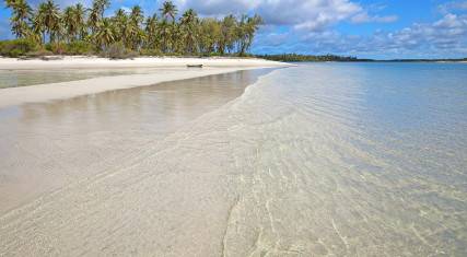 Palm-lined beach