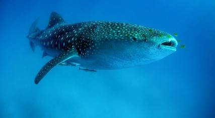 Whale shark with pilot fish around its mouth