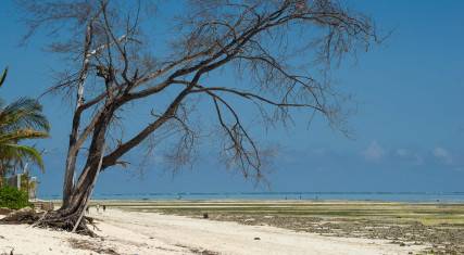 Makunduchi Beach at low tide