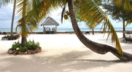 Palm trees on the beach