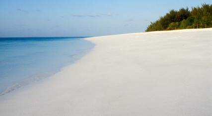 White coral sand beach with casuarina trees on Mnemba Island