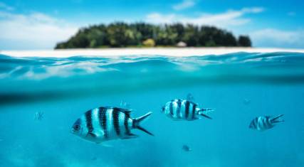 Snorkeling around Mnemba Island