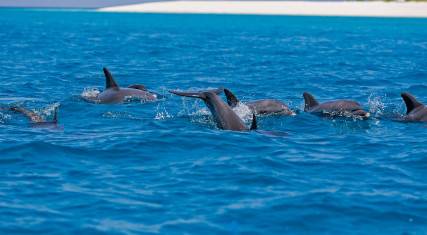 Dolphins swimming near the shore
