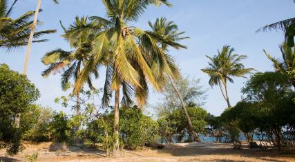 Palm trees