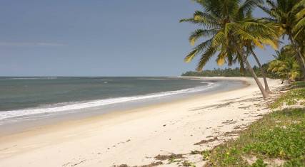 Palm-lined beach