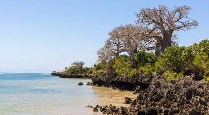 Baobab trees on the rocky shore