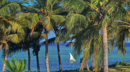 Dhow seen through palm trees