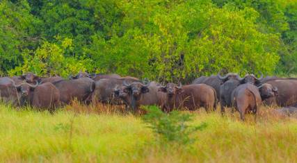 Buffalo herd