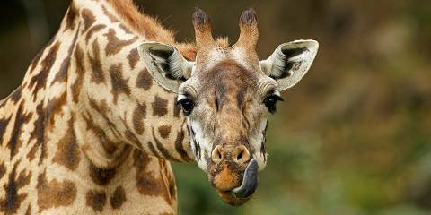 5-Day Northern Tanzania Parks Mid Luxury Trip