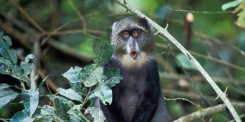 Ngorongoro, Serengeti, Tarangire Budget Tour