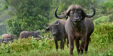 Arusha National Park