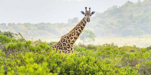 Arusha National Park Game Drive