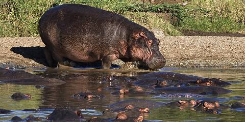 4-Day Private Wildlife Expedition