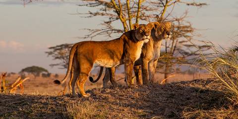 7-Day Mid Range Safari Experience