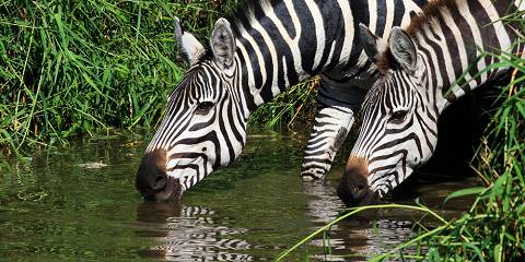 4-Day Tanzania Express Safari-Luxury