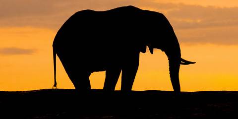 4-Day Mikumi NP to Selous GR, Game Drive + Boat Safari
